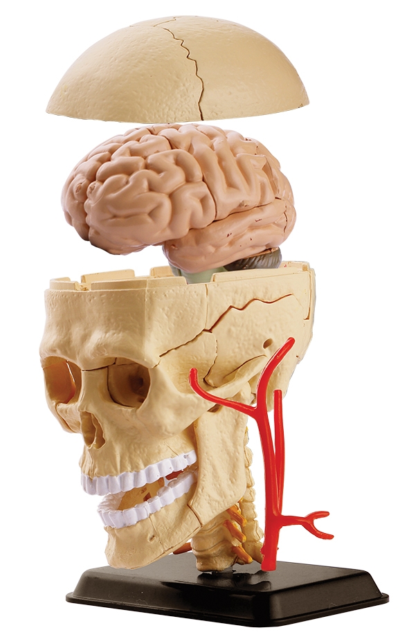 3D Cranial Nerve Skull Anatomy Model