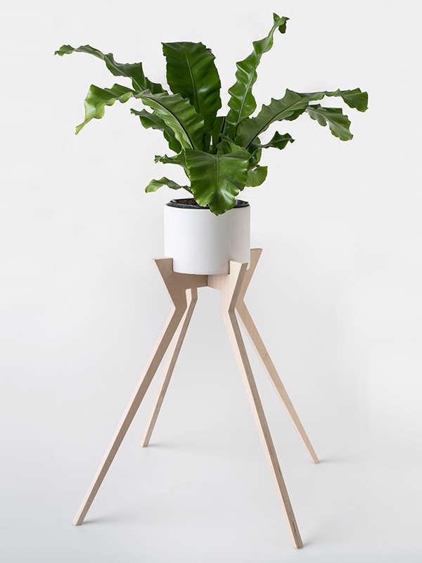 Please note: plant is not included