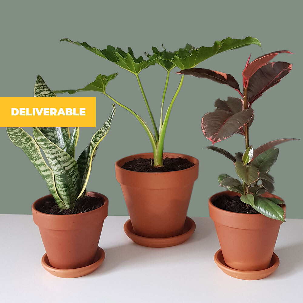 Beginner Collection (3 plants)