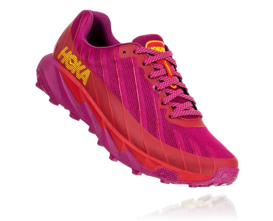 Cactus Flower / Poppy Red