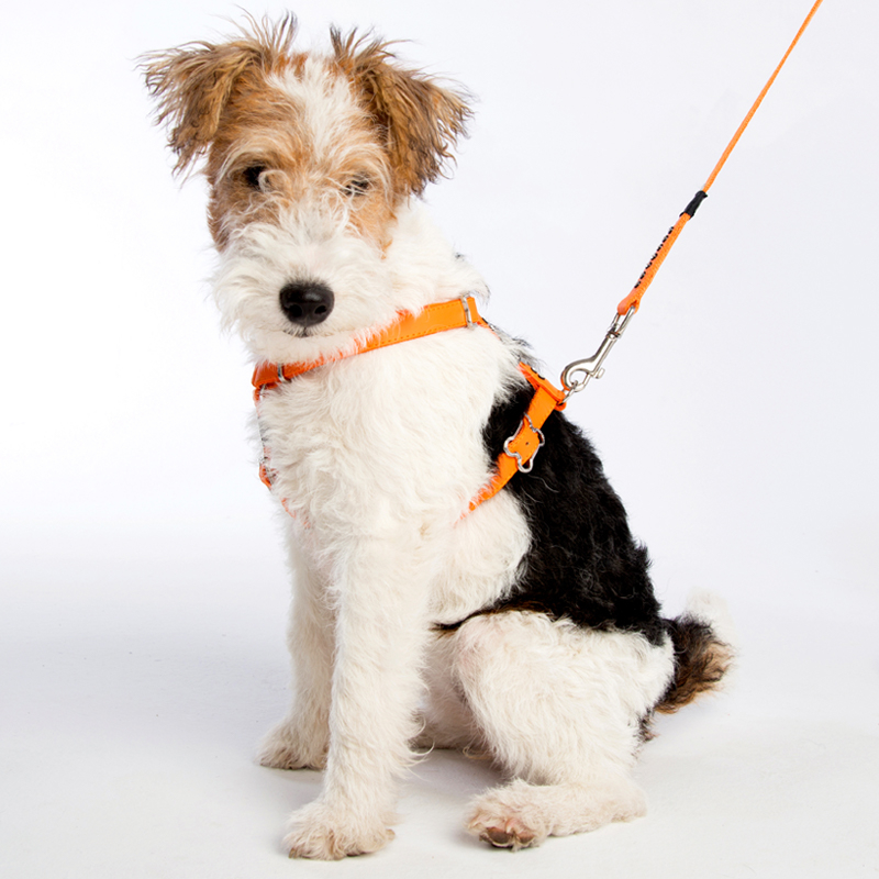 Luna Classic Harness and Long Lead Set