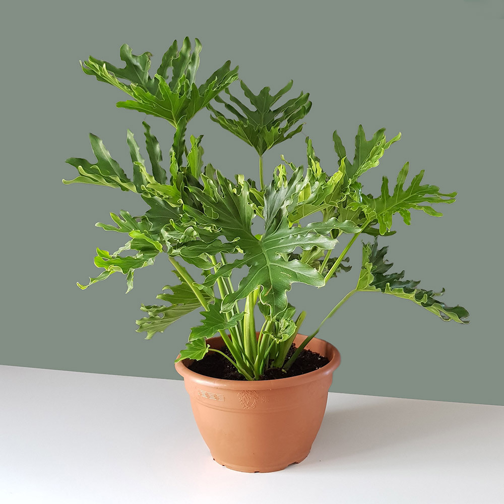  Philodendron Hope Plant (Only Cape Town Delivery)