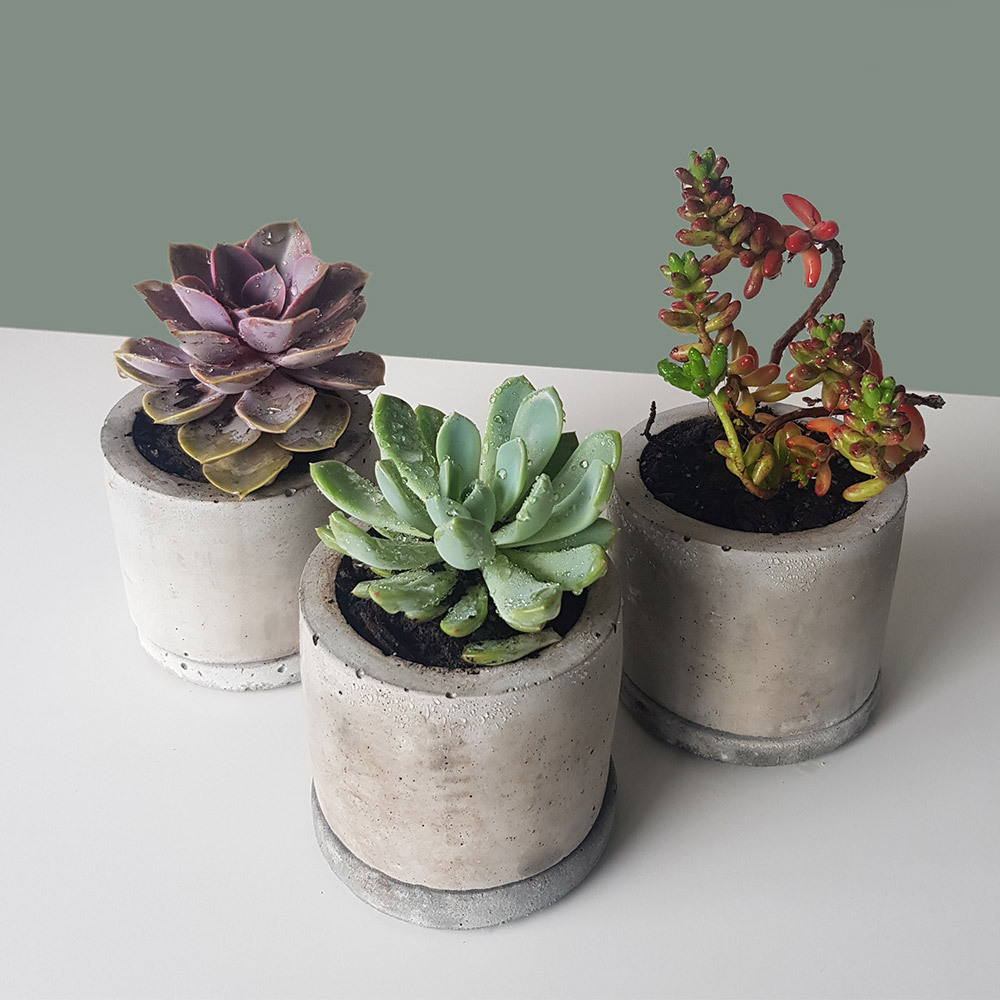 Set of 3 Assorted Succulent Plant Collection (Only Cape Town Delivery)