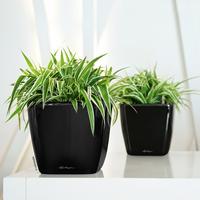 Quadro Contemporary Self-Watering Planter