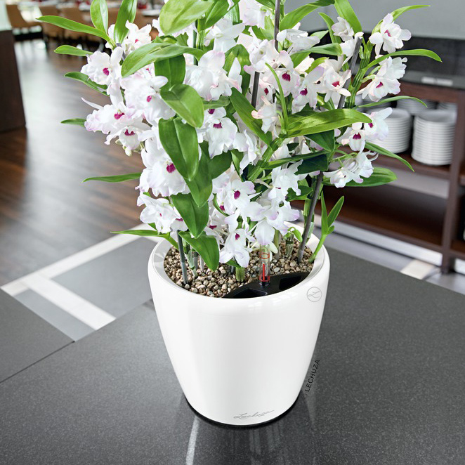 Classico LS Contemporary Self-Watering Planter