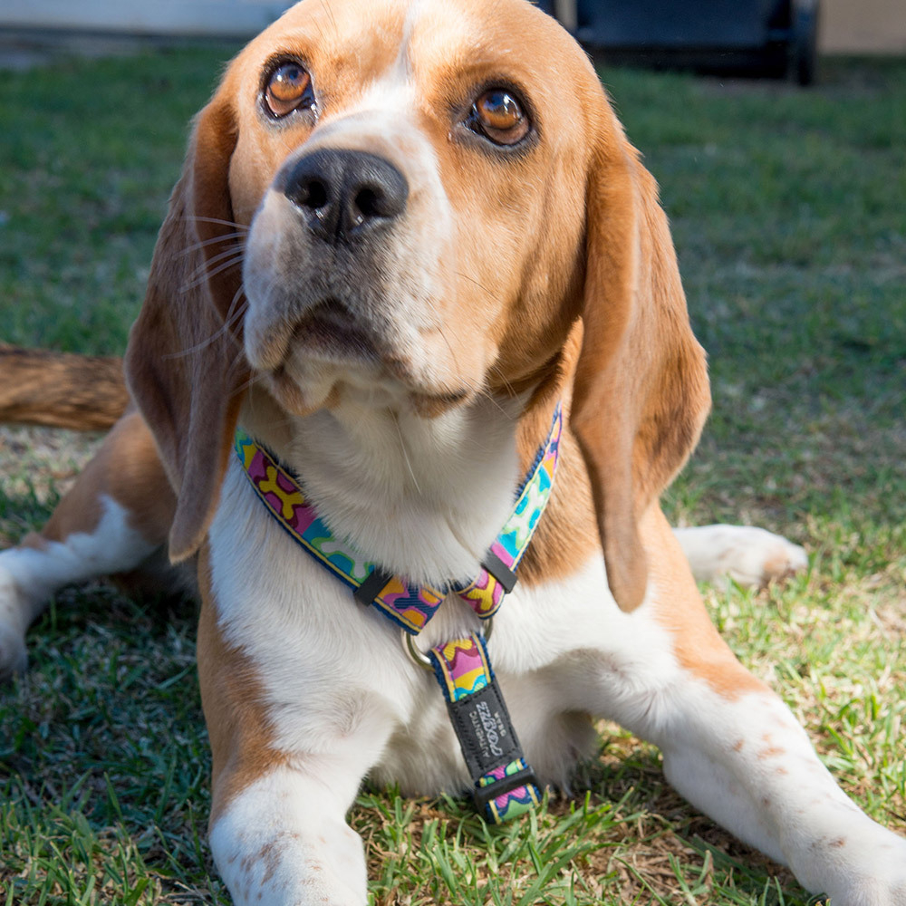 Fancy Dress Classic Adjustable H-Harness for Dogs