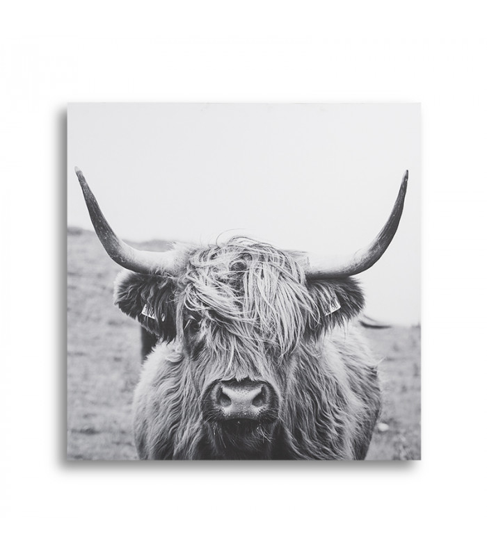 Scottish Highland Cattle