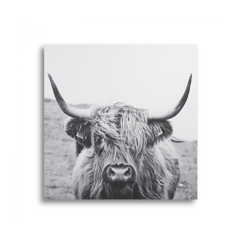 Scottish Highland Cattle