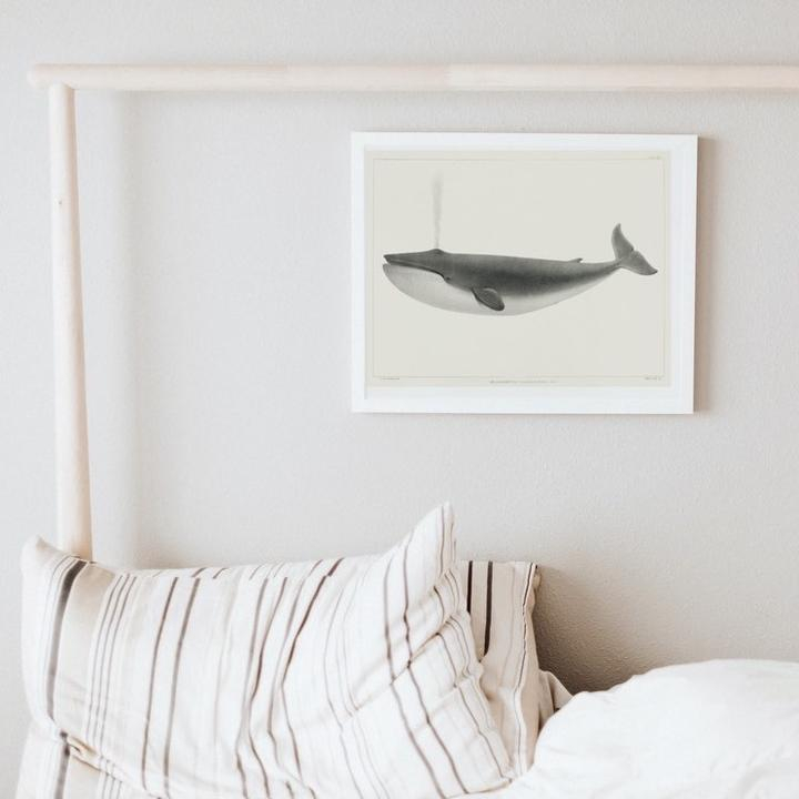 Marine Mammals Wall Art Print