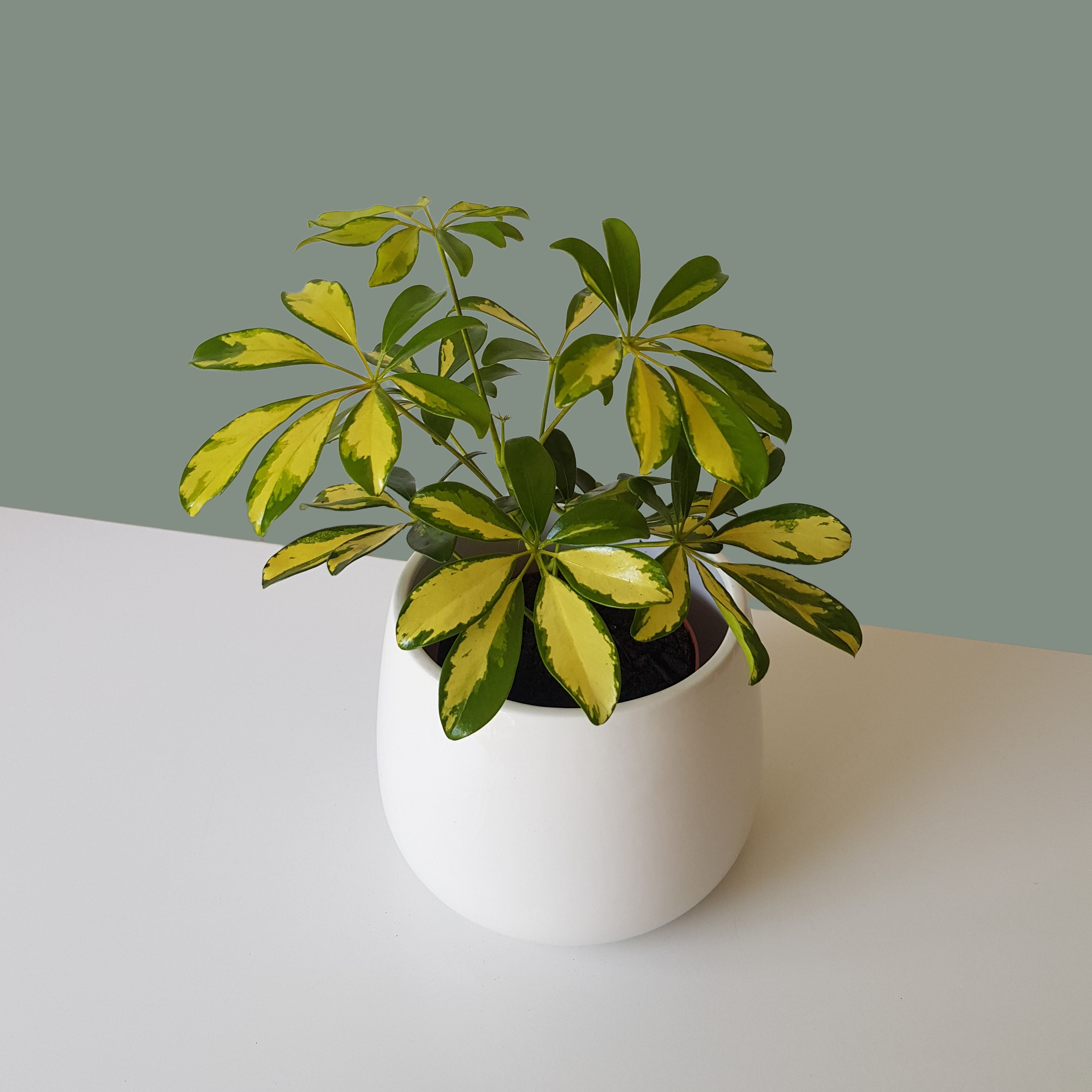 Starleaf in White Ceramic Pot (Only Cape Town Delivery)