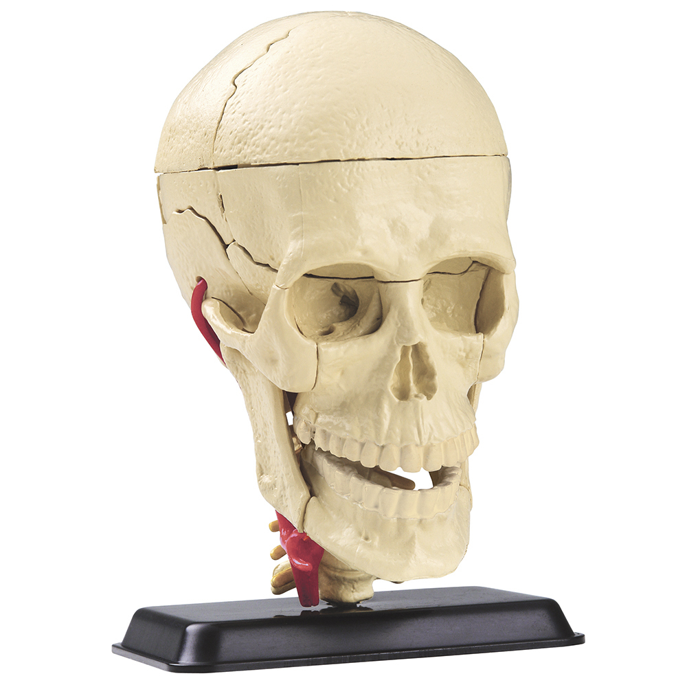 4-in-1 Human Anatomy Museum Set