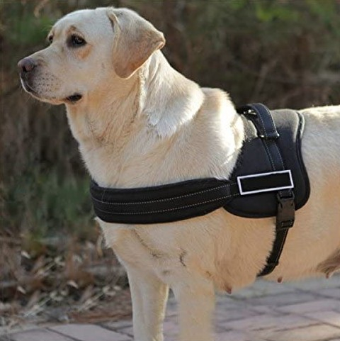 Large Dog Harness