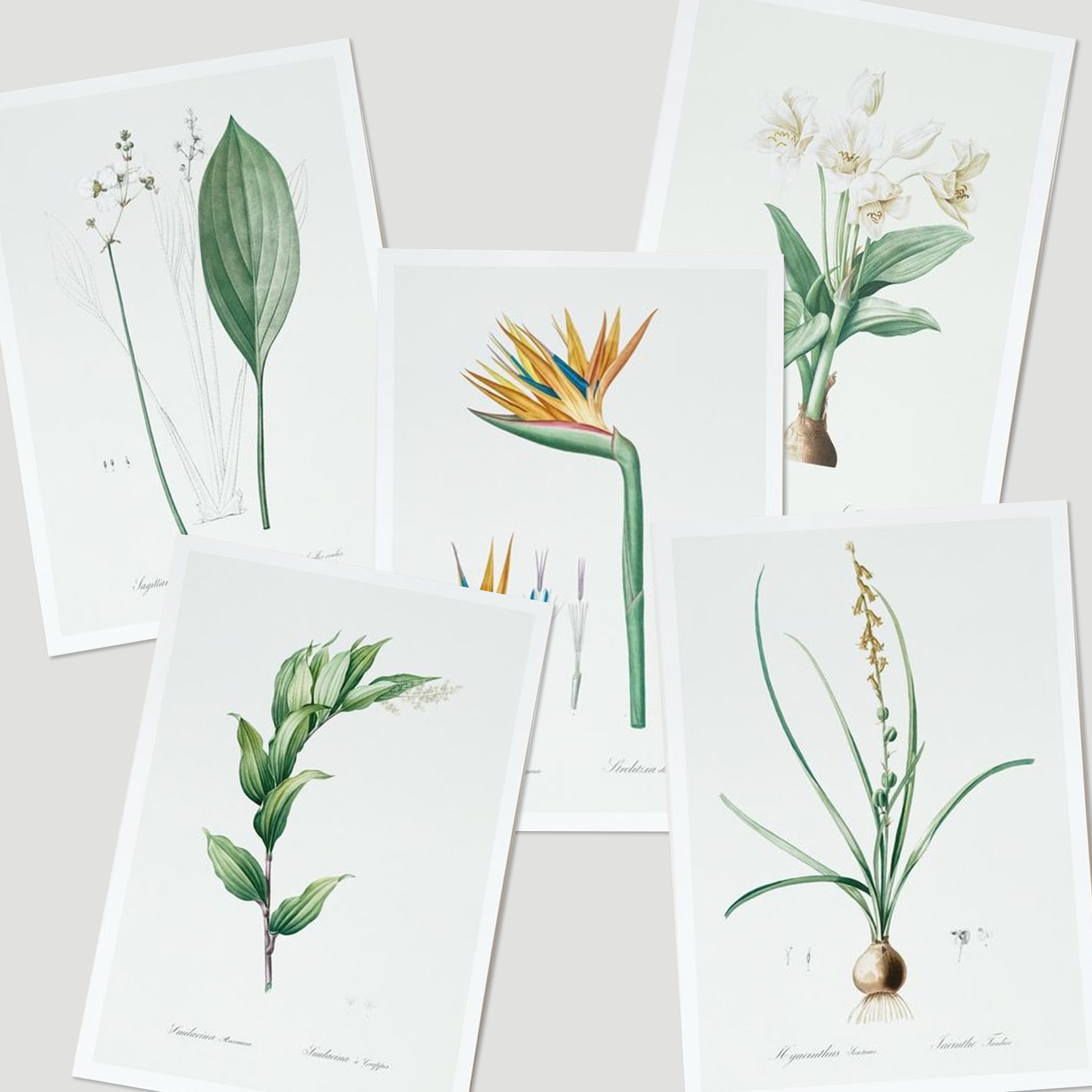 Pack of 2 Botanical Wall Art Prints