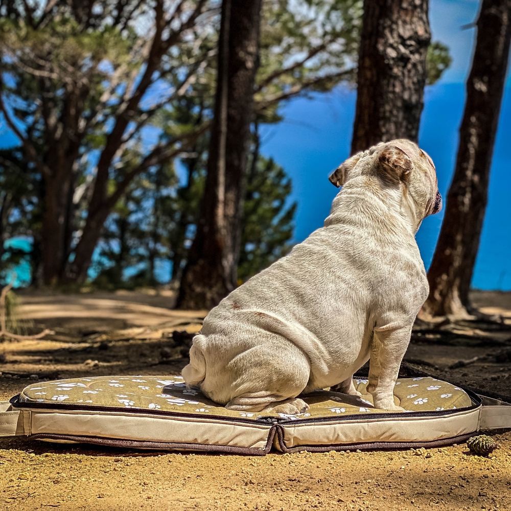 Waterproof Foldable Travel Dog Bed with Handle