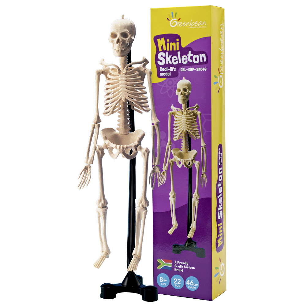 Detailed Mini Skeleton