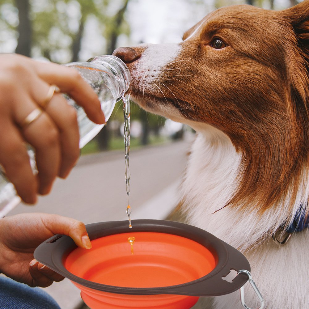 On-The-Road Pet Bowl