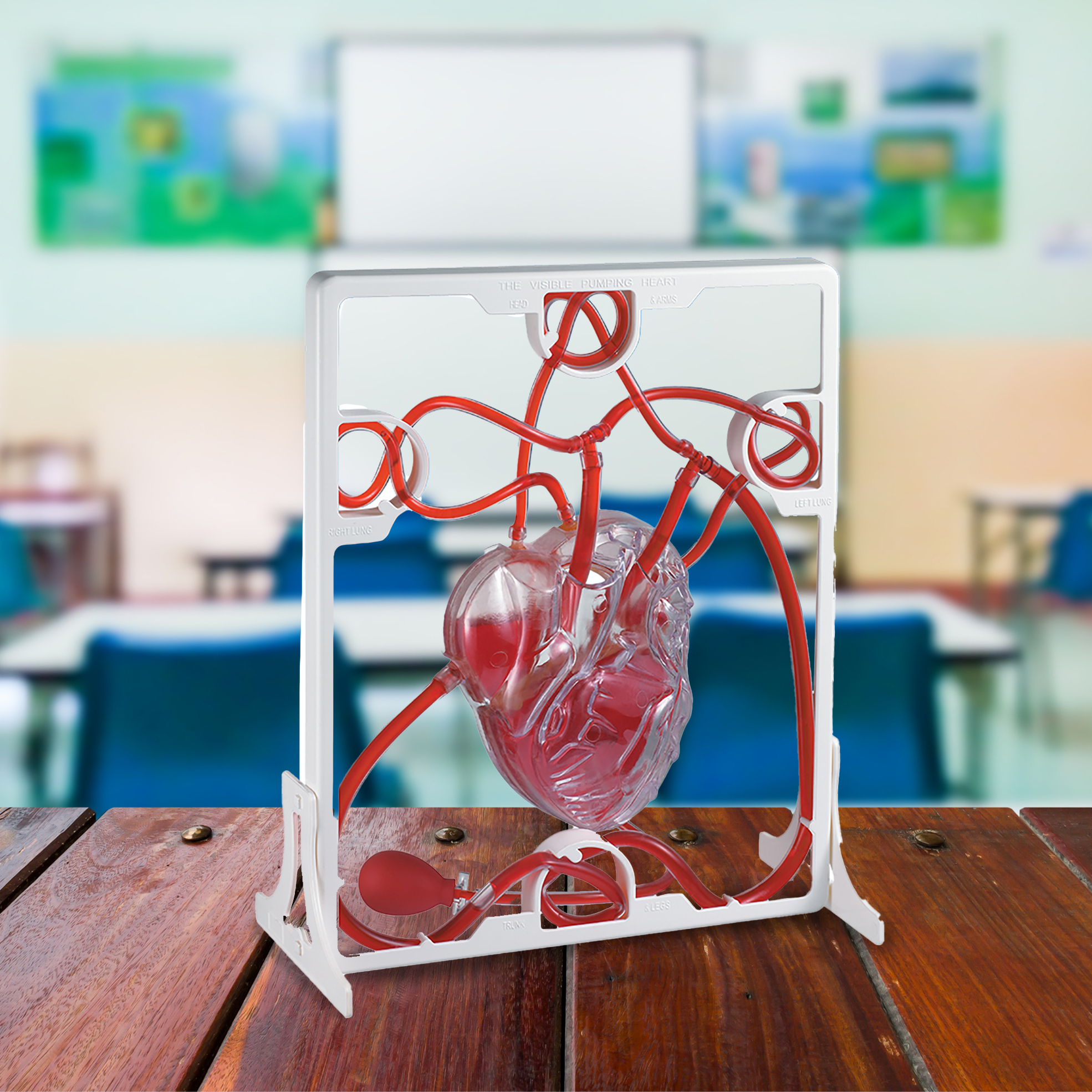 Visible Pumping Heart Anatomy Model 