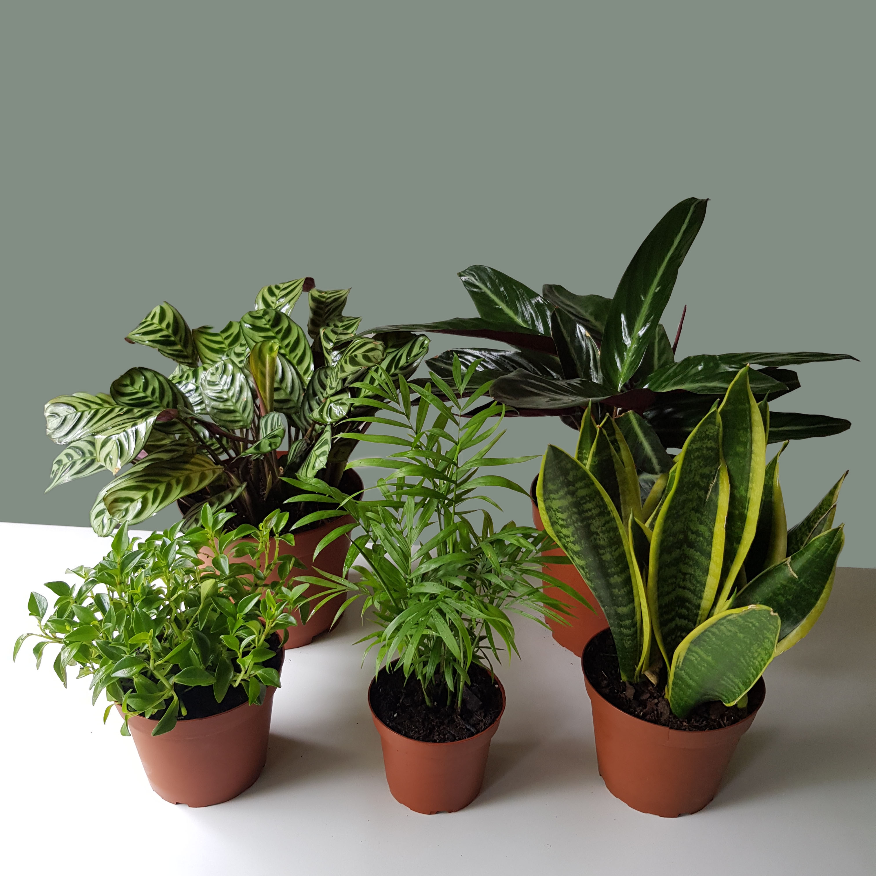 Set of 5 Houseplant Collection in Grow Pots (Only Cape Town Delivery)