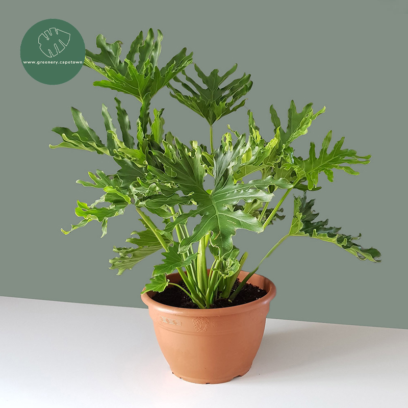 Philodendron Hope Plant (Only Cape Town Delivery)