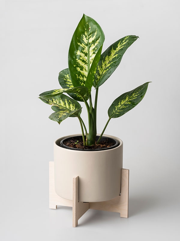 Cango - Plants not included