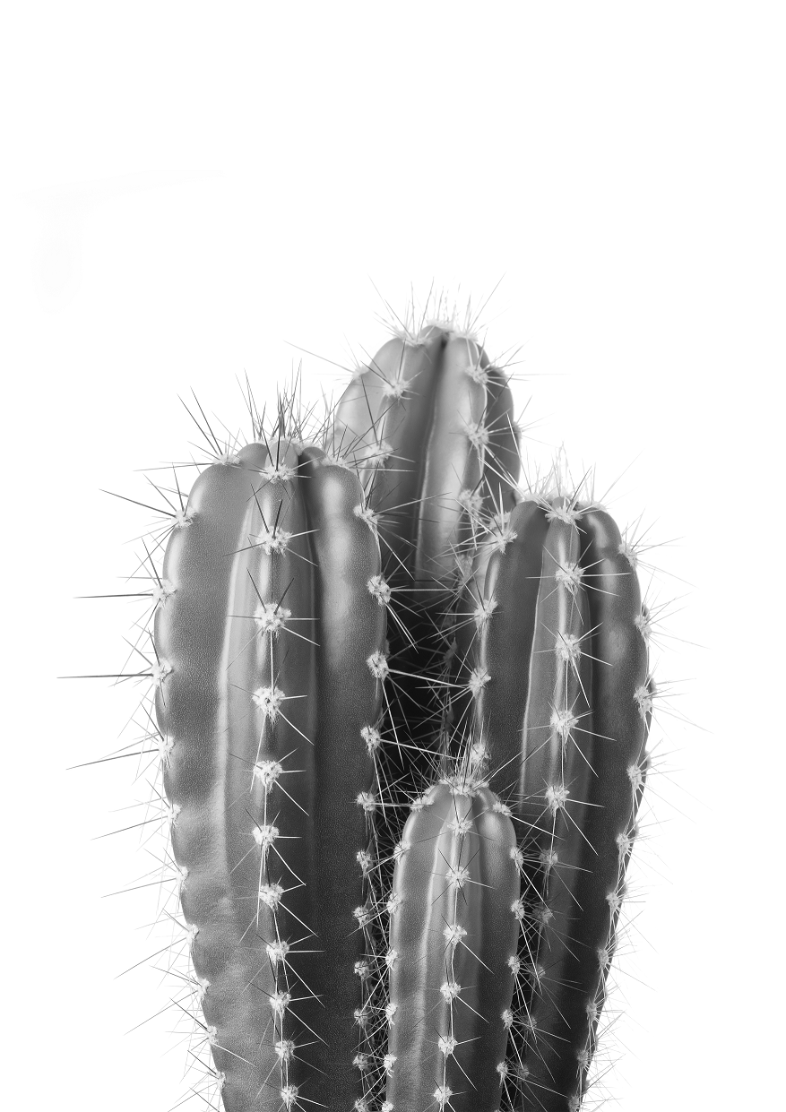 Prickly Cactus