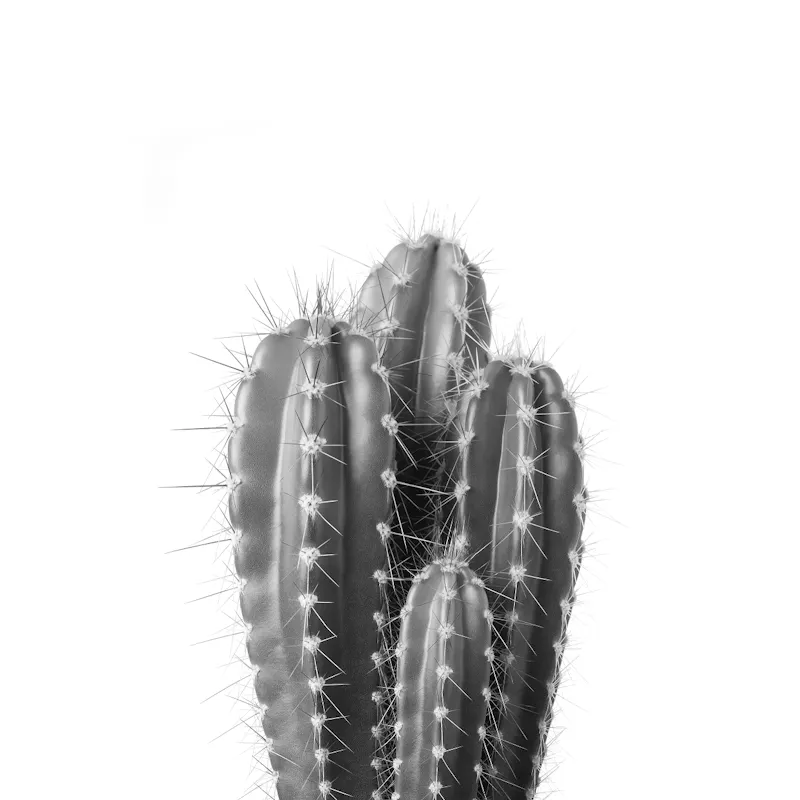 Prickly Cactus