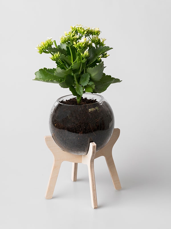 Please note: plant is not included.