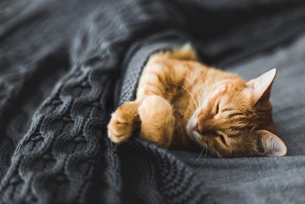 Lifestyle only - Image by Shutterstock